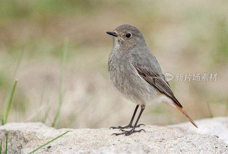 女黑红雀(Phoenicurus ochruros)